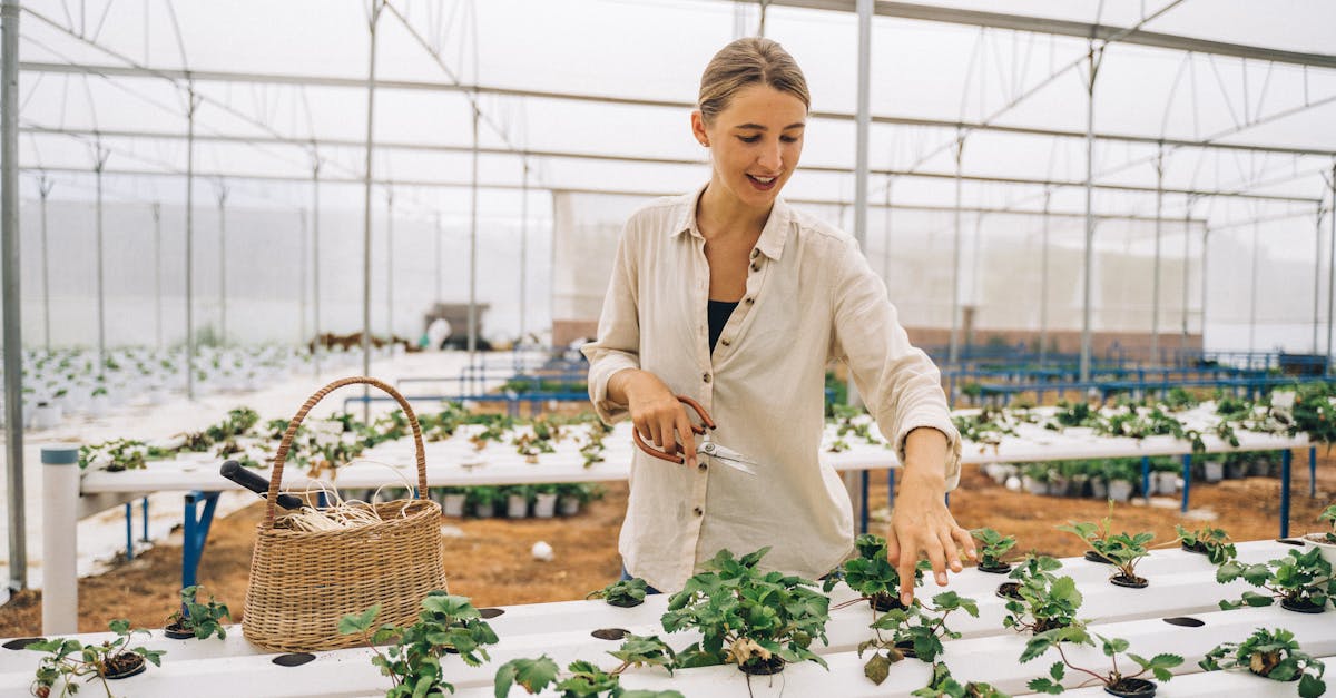 découvrez l'agriculture urbaine, une pratique innovante qui transforme les espaces urbains en jardins productifs. apprenez comment cultiver vos propres fruits et légumes en ville tout en contribuant à la biodiversité et à la qualité de vie. embarquez dans cette révolution verte qui allie écologie, économie locale et engagement communautaire.