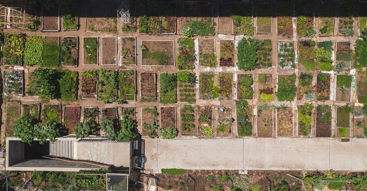 découvrez l'agriculture urbaine, une pratique innovante qui transforme nos villes en espaces verts productifs. apprenez à cultiver des légumes, des fruits et des herbes en milieu urbain, tout en réduisant l'empreinte carbone et en améliorant la qualité de vie. rejoignez le mouvement vers des villes plus durables et résilientes !