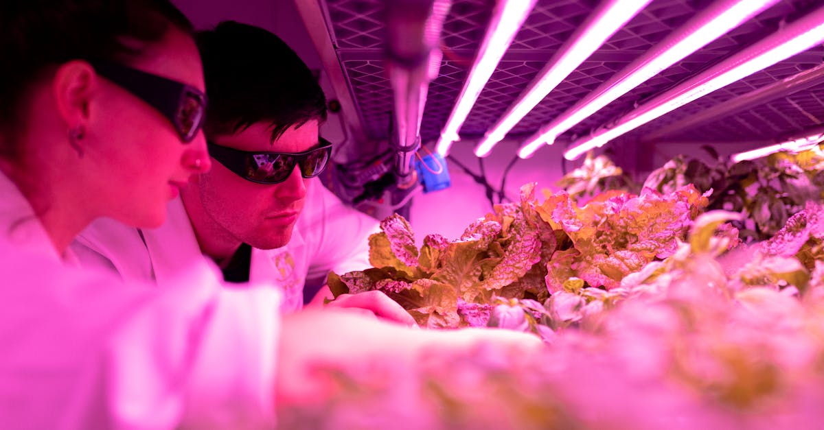 découvrez les bienfaits de l'agriculture urbaine : une pratique innovante qui permet de cultiver des fruits et légumes en milieu citadin. apprenez à implémenter des jardins communautaires, à utiliser des techniques de culture hydroponique et à transformer vos espaces urbains en véritables oasis de verdure.