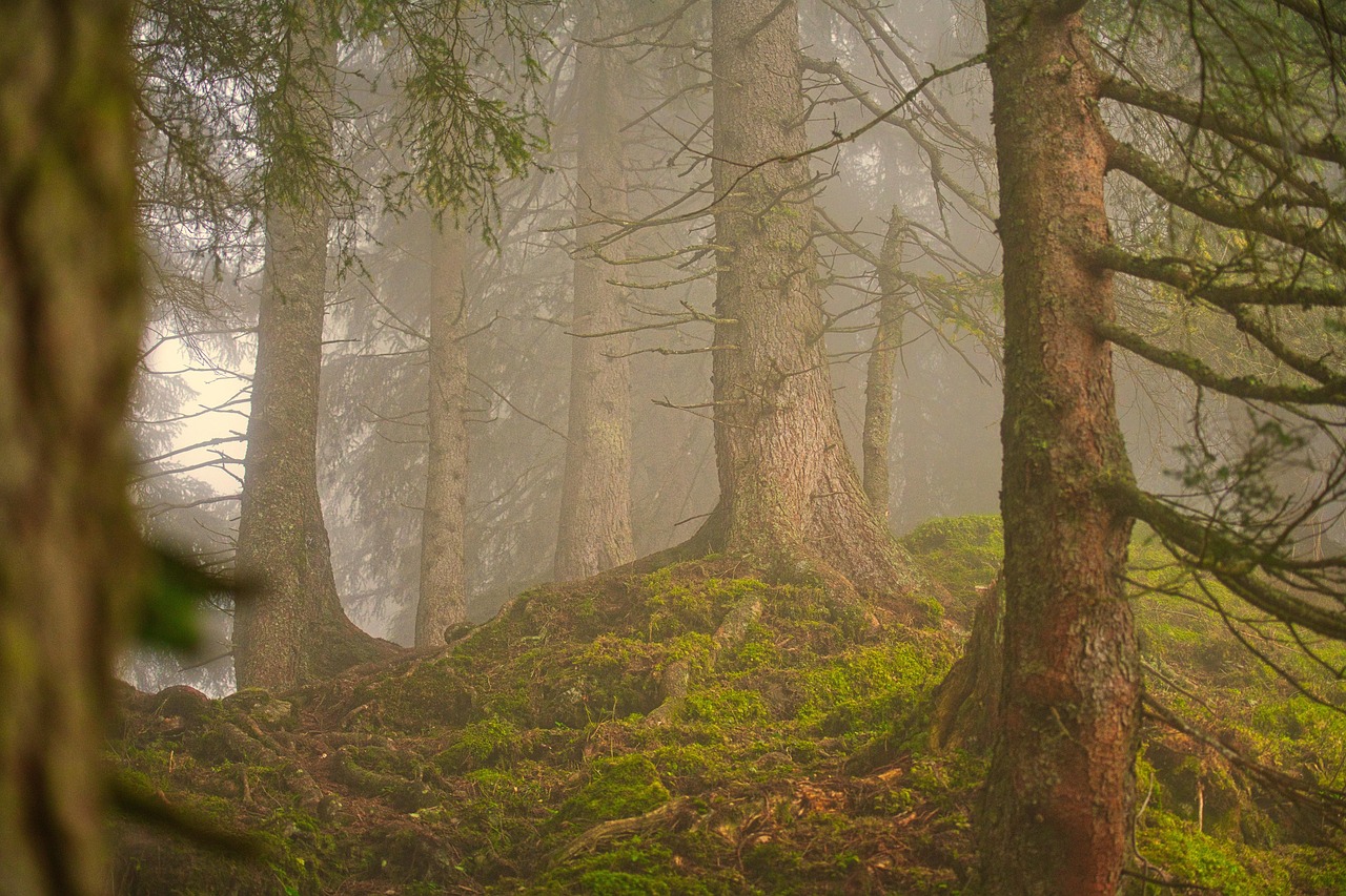 découvrez l'importance des forêts, leur biodiversité unique, leur rôle essentiel dans la régulation du climat et les actions à mener pour leur préservation.