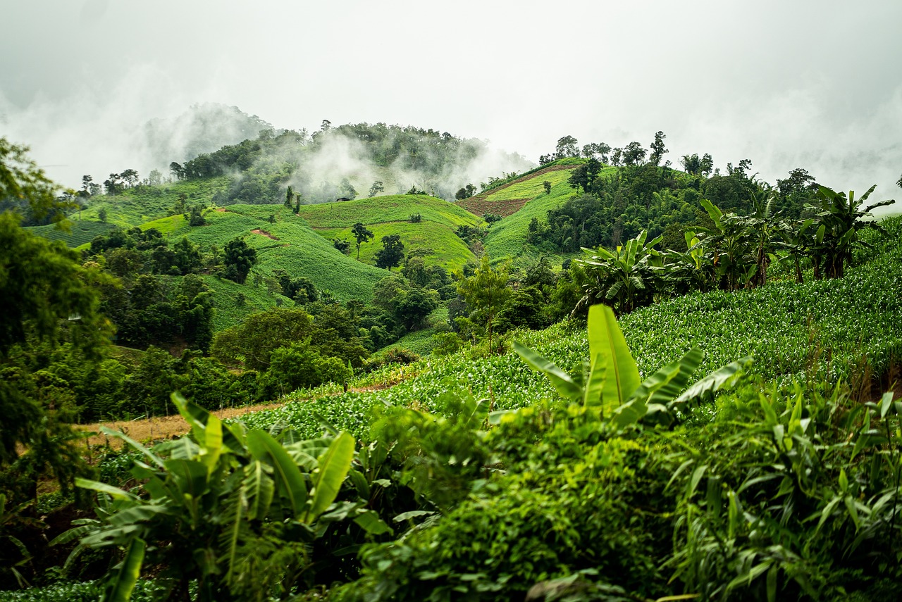 découvrez l'importance des forêts tropicales, leur biodiversité exceptionnelle et leur rôle vital dans le maintien de l'équilibre climatique mondial.