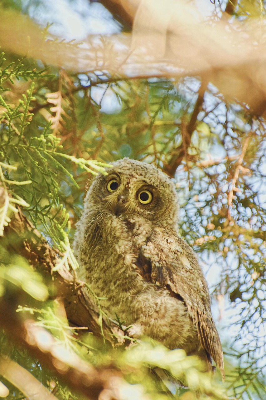 découvrez tout sur les scop : société coopérative et participative, leur fonctionnement, avantages et comment rejoindre cette forme d'entreprise coopérative innovante.
