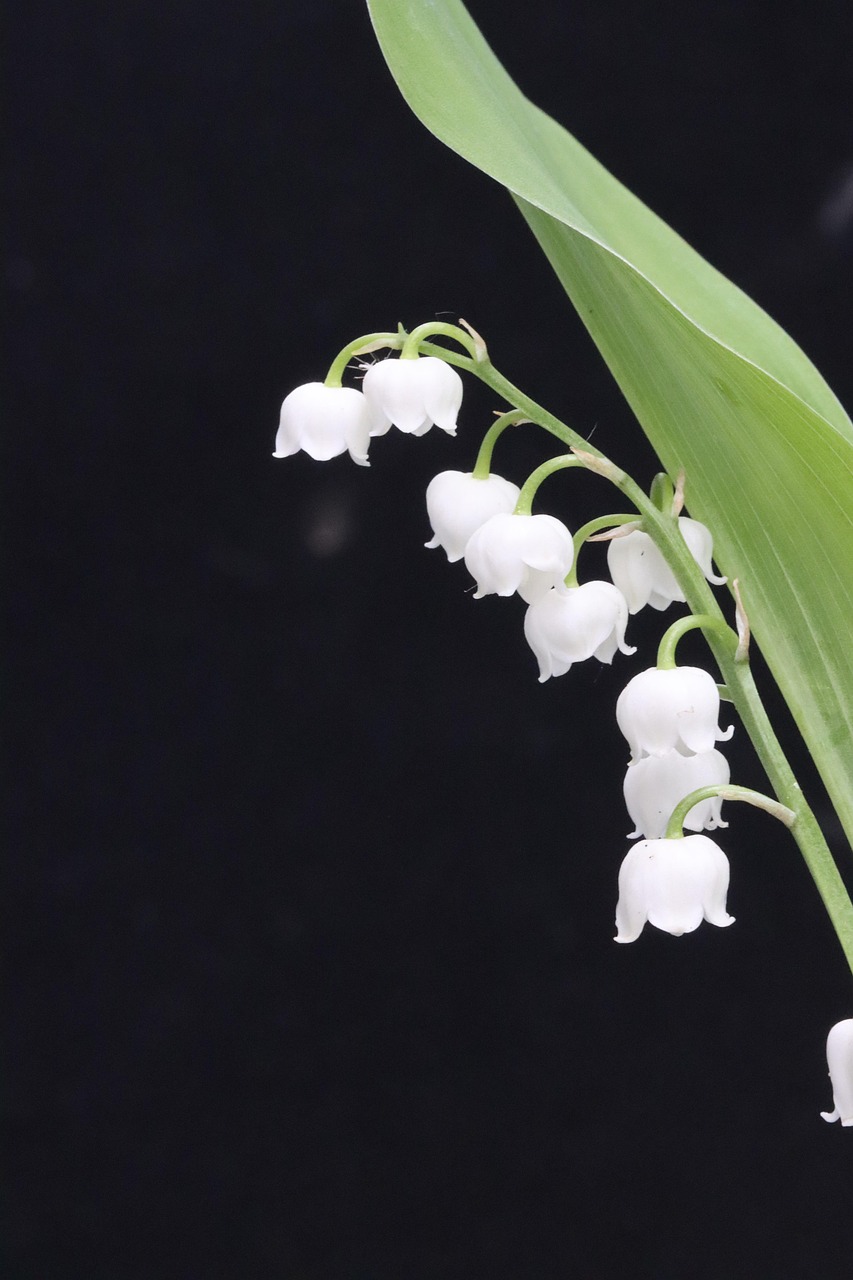 d&eacute;couvrez le charme d&eacute;licat du muguet, une fleur symbolique du bonheur et de la renaissance, id&eacute;ale pour embellir vos jardins et offrir en cadeau.