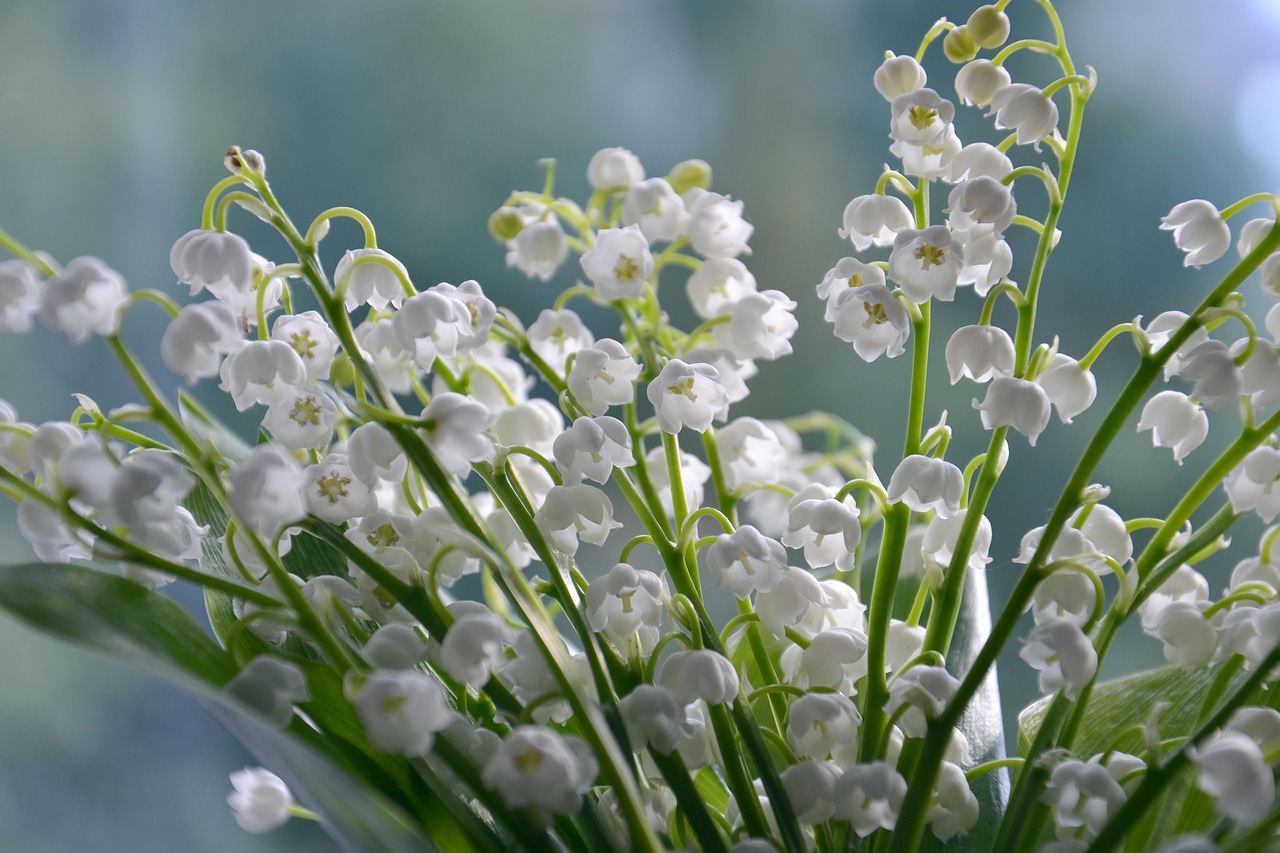 d&eacute;couvrez la d&eacute;licatesse du muguet, une fleur symbole de bonheur et de printemps, appr&eacute;ci&eacute;e pour son parfum subtil et ses clochettes blanches &eacute;l&eacute;gantes.