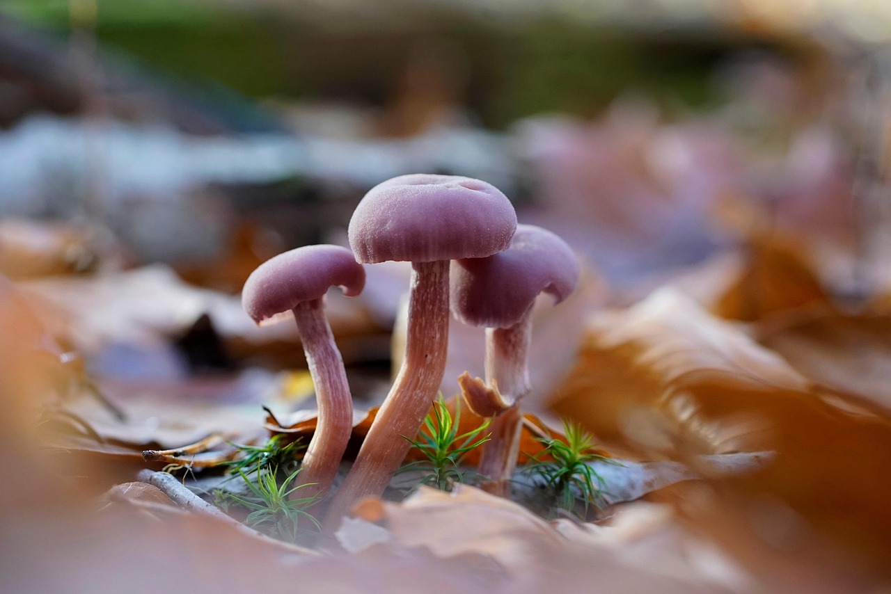 d&eacute;couvrez l'importance de la biodiversit&eacute;, son r&ocirc;le vital dans les &eacute;cosyst&egrave;mes et comment la pr&eacute;server pour un avenir durable.