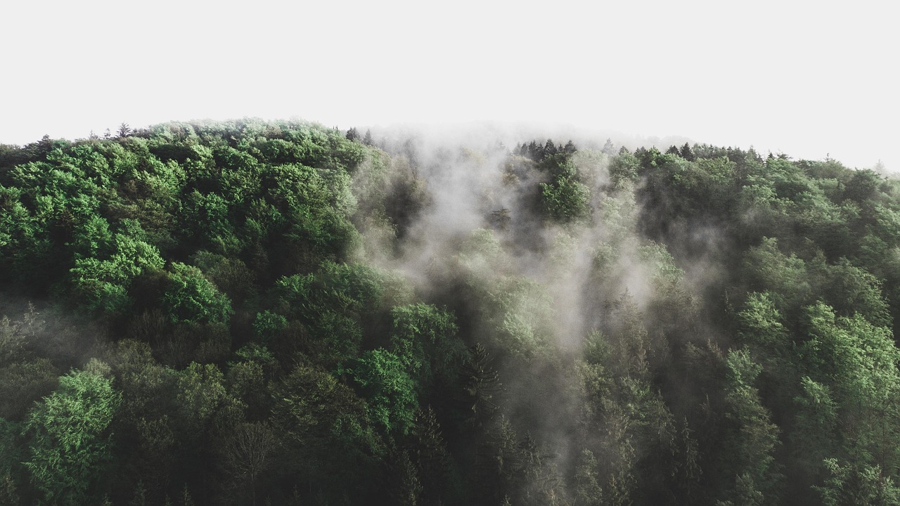 d&eacute;couvrez tout sur l'environnement : protection, biodiversit&eacute;, changement climatique et actions pour un avenir durable.