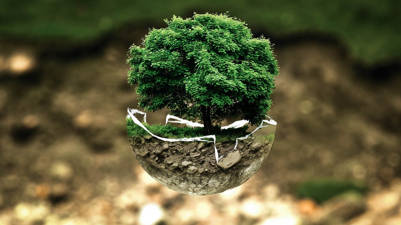 protection des for&ecirc;ts primaires : pr&eacute;server les &eacute;cosyst&egrave;mes anciens et la biodiversit&eacute; pour un avenir durable.